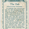 The dab (Pleuronectes limanda).