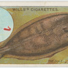 The sole (Solea vulgaris).