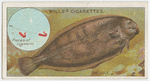 The sole (Solea vulgaris).