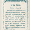 The sole (Solea vulgaris).