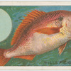 The sea bream (Pagellus centrodontus).