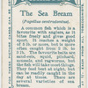The sea bream (Pagellus centrodontus).