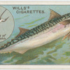 The mackerel (Scomber scomber).