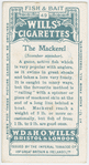The mackerel (Scomber scomber).