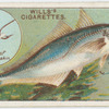 The scad (Caranx trachurus).