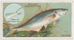 The scad (Caranx trachurus).