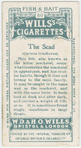 The scad (Caranx trachurus).