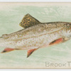 Brook trout.