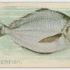 Butterfish.