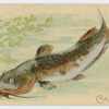 Catfish.