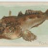 Toadfish.