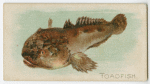 Toadfish.