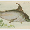 Swordfish.