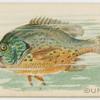 Sunfish.