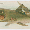 Shark.