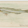 White bait.