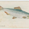 Sardine.