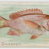 Red snapper.
