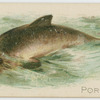 Porpoise.
