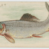 Mullet.