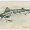Mackerel.