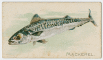 Mackerel.