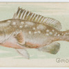 Grouper.