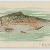 Herring.