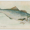 Bluefish.