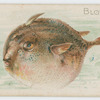 Blowfish.