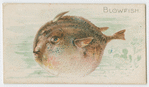Blowfish.