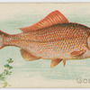 Goldfish.