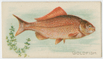 Goldfish.