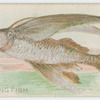 Flying fish.