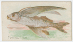 Flying fish.