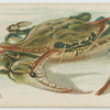 Crab.