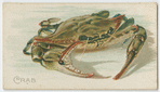 Crab.