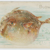Blowfish.
