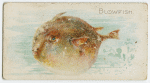 Blowfish.