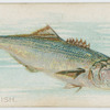 Bluefish.