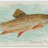 Brook trout.