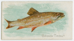 Brook trout.