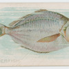 Butterfish.