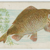 Carp.