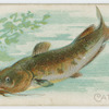 Catfish.