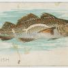 Codfish.