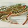 Crab.