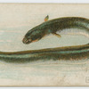 Eel.
