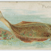 Flounder.