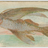 Flying fish.